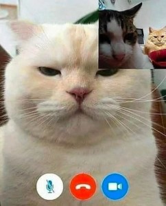 Create meme: cat funny, soonmoo cat, cat