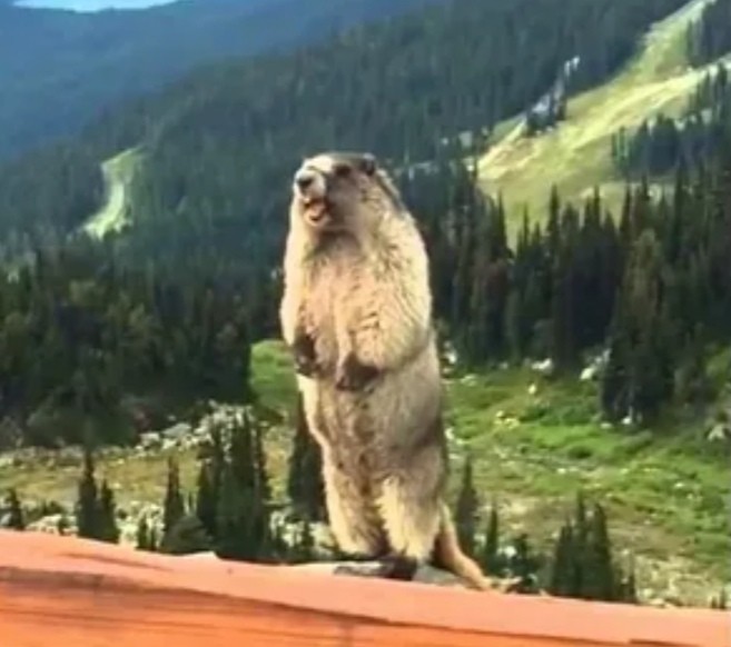 Create meme: a gopher screams in the mountains, the screaming beaver, the screaming gopher