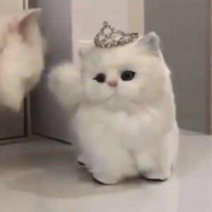 Create meme: cat, white cat, Persian cat