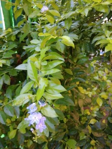 Create meme: ruscus hypoglossum, cinnamomum cassia presl, camellia sinensis