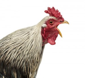Create meme: chicken language, fowl, cock photo birds