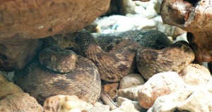 Создать мем: rattlesnake, щитомордник, водяной щитомордник