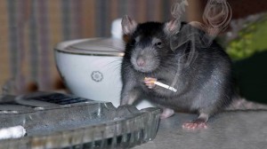 Create meme: rats home, rats, a rat with a cigarette