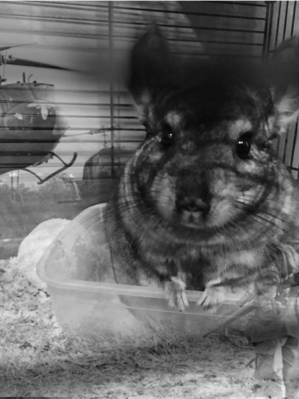 Create meme: animal chinchilla, chinchilla , chinchilla at home