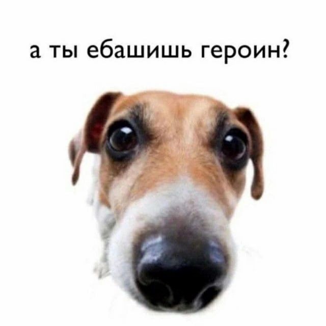 Create meme: Jack Russell Terrier , dog Jack Russell Terrier, jack russell