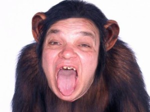 Create meme: funny, chimpanzees, maymun