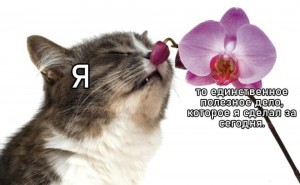 Создать мем: кот с цветами, кошка нюхает цветы, кошка с орхидеей