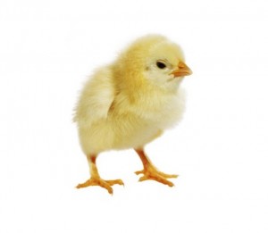 Создать мем: маленькие цыплята, цыпленок курицы, цыпленок на прозрачном фоне