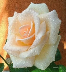 Создать мем: белые розы, красивые розы для любимой, самые красивые розы для любимой
