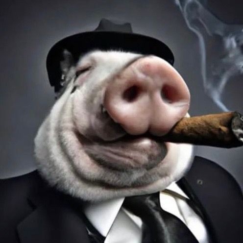 Create meme: pig with a cigar, the pig's face, the pig is cool