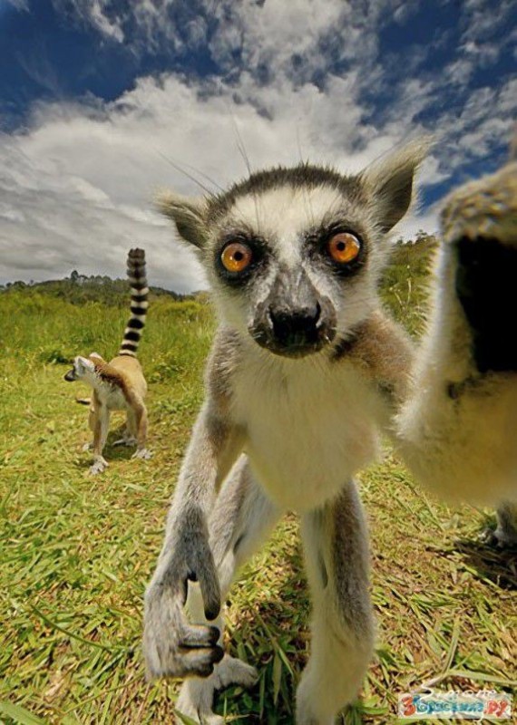 Create meme: lemur is cute, madagascar lemur, Madagascar lemur