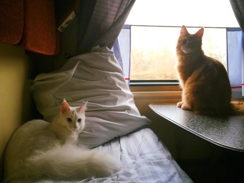 Create meme: the cat on the train, The cat is on the bottom shelf of the train, cat on the train