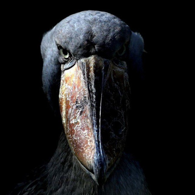 Create meme: the shoebill , heron whalehead, the whale - headed bird