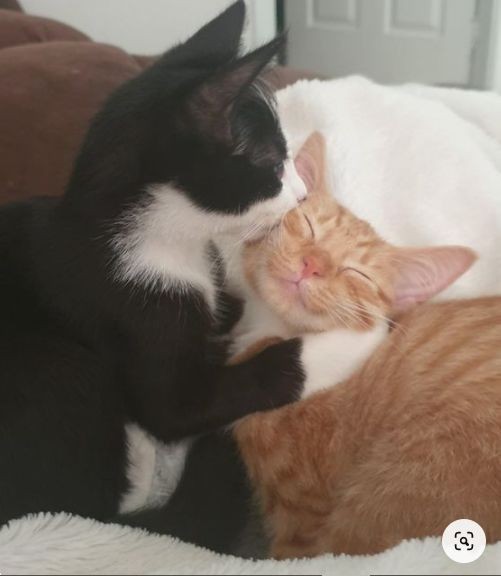 Создать мем: кошачья любовь, милые котики тьмок, котики обнимаются