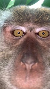 Создать мем: maymun, monkeying around, обезьяна макака