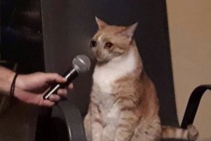 Создать мем: грустный кот с микрофоном, котики, кошка