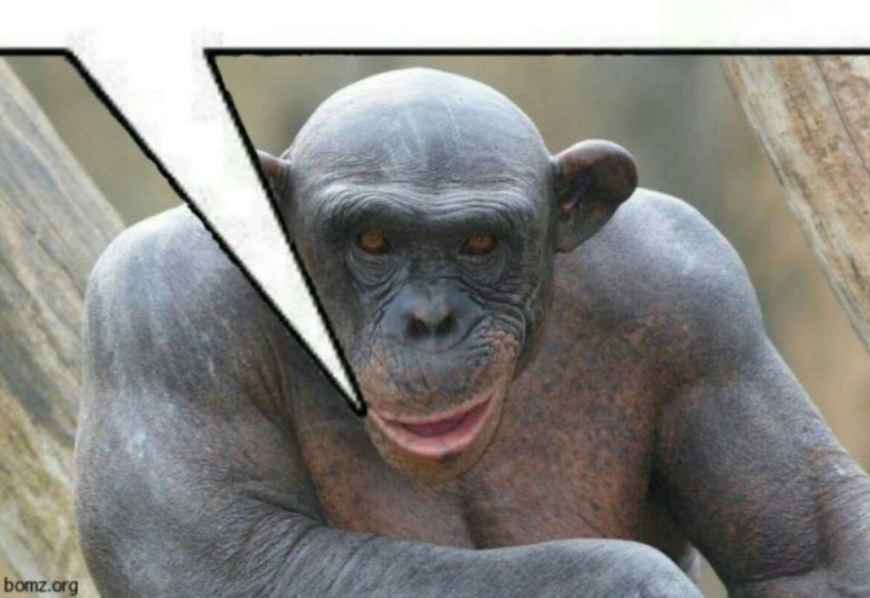 Create meme: chimpanzees , the bald monkey, bald monkey