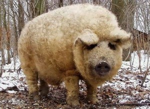 Создать мем: породы свиней, венгерская мангалица, мангалица - единственная порода свиней в мире