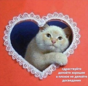 Создать мем: с днем святого валентина кот, с днем святого валентина котята, стикер котик с сердечком