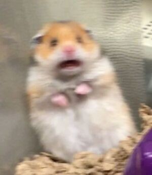 Create meme: hamster meme , a scared hamster, the screaming hamster