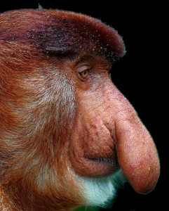 Создать мем: proboscis monkey, мем обезьяна, бабун