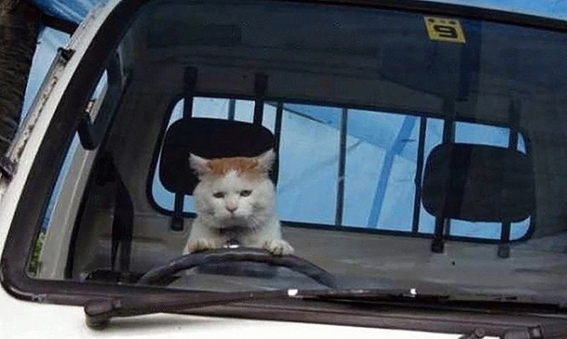 Создать мем: автомобильные приколы, кот за рулём юмор, кот едет домой