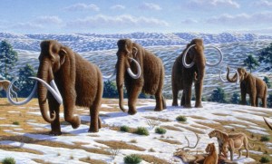 Create meme: the woolly mammoth, mammoth