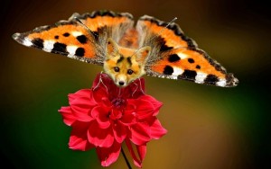 Create meme: swallowtail butterfly