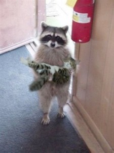 Create meme: enotik, a raccoon with a cat on hands, cat and raccoon
