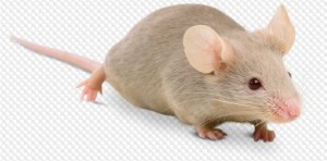 Создать мем: крысы декоративные, домашняя крыса, мышь на белом фоне