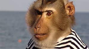 Create meme: people, muzzle monkeys
