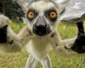 Create meme: uzbagoysya, a ring-tailed lemur, lemur