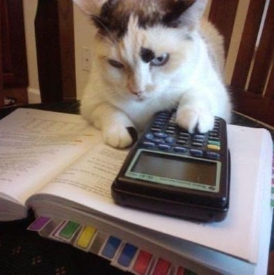 Создать мем: кот юмор, забавные животные, кот с калькулятором