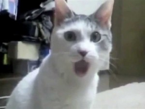 Create meme: kedi, gato, cat in shock