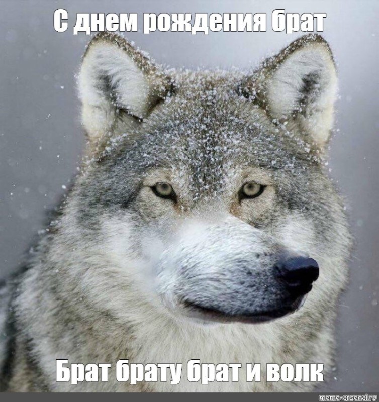 Создать мем: волк волку волк мем, мемы волк, волк морда