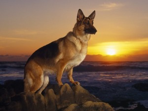 Create meme: German shepherd at sunset, dog German shepherd, German shepherd