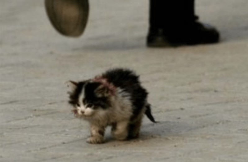 Create meme: I will definitely survive kitten meme, I will definitely survive, the cat is homeless