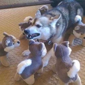 Создать мем: сибирская лайка щенок, хаски и акита ину, милые щенки хаски