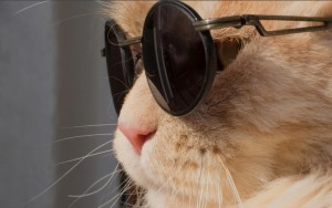 Создать мем: Кошка, кот в черных очках, кот в круглых очках