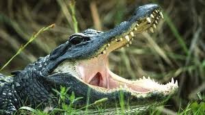Create meme: alligator , crocodile , common alligator