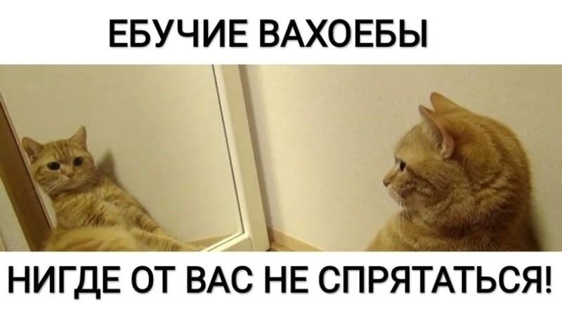 Создать мем: мемы, мем кот, кошка мем