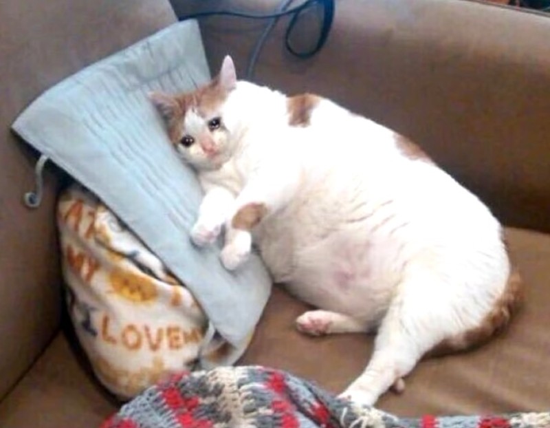 Создать мем: котик толстый, толстый плачущий кот, толстый грустный кот