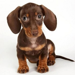 Create meme: Dachshund, Dachshund dog