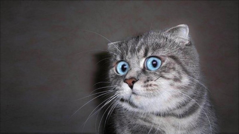 Create meme: To be honest, I'm in ahuya, I'm in shock meme, the surprised cat 