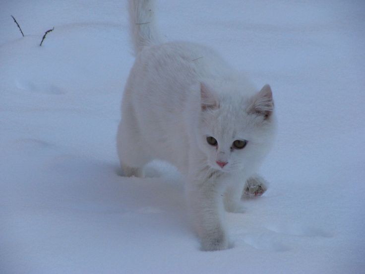 Create meme: white cats, a white cat in the snow, cat in the snow 