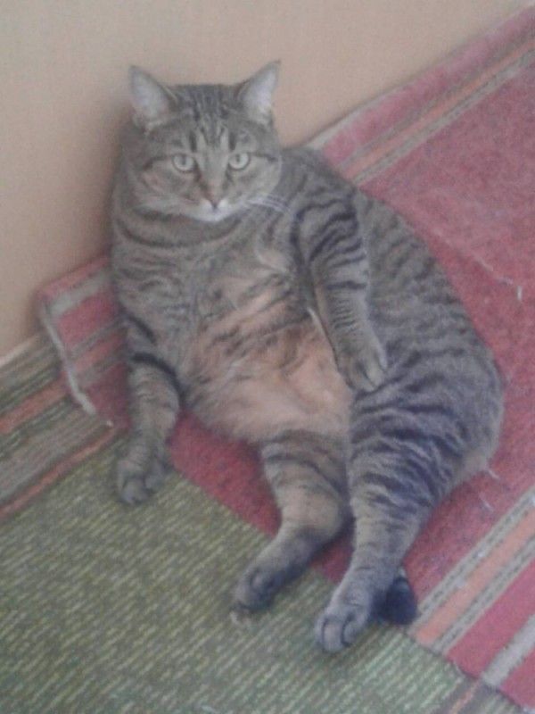 Create meme: fat cat , a very fat cat , fat cat stepa