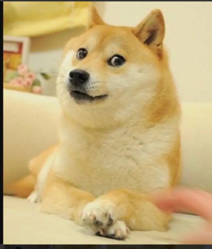 Create meme: shiba inu doge, shiba inu meme, sad doge meme