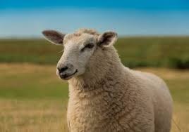 Create meme: a flock of sheep, breeds of sheep, sheep