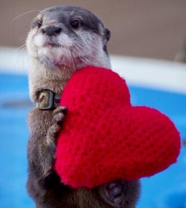 Create meme: a baby otter, otter, cute otter with a heart