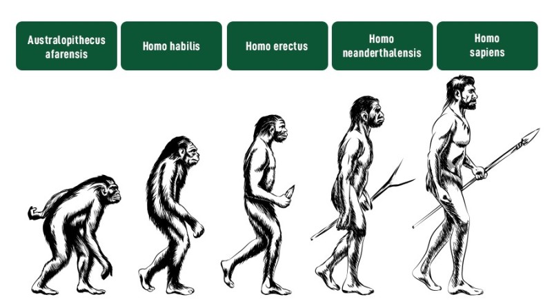 Создать мем: теория эволюции человека, теория эволюции дарвина, эволюция человека австралопитек